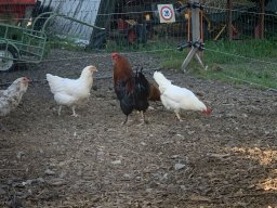 image1288
